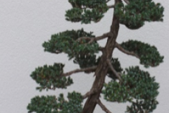 Meyer Juniper, Juniperus
